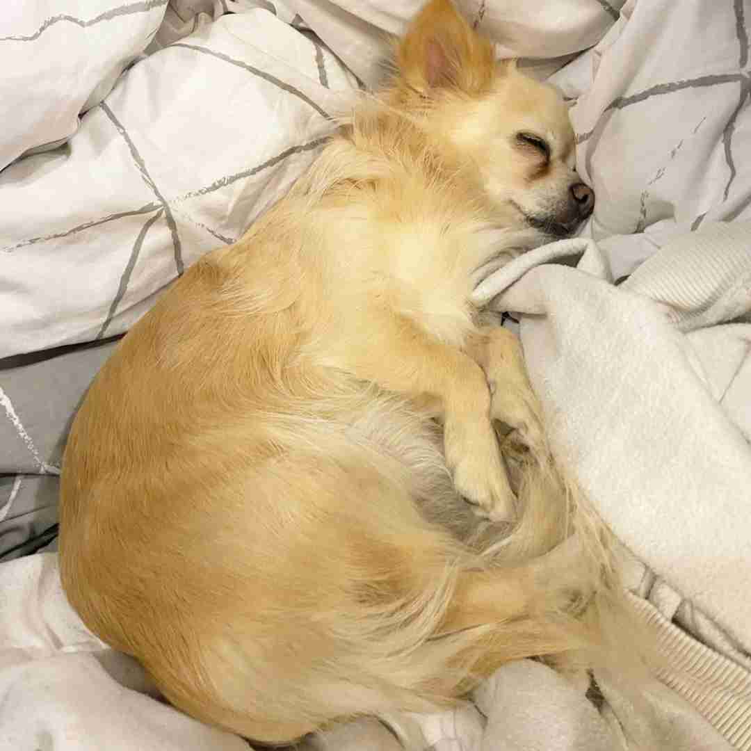 Gold chihuahua sleeping on the bed
