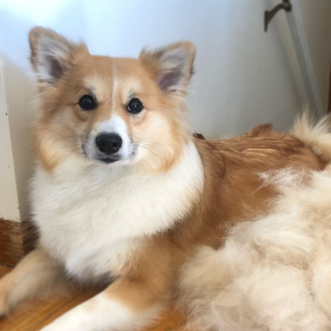 Icelandic Sheepdog sitting inside the house