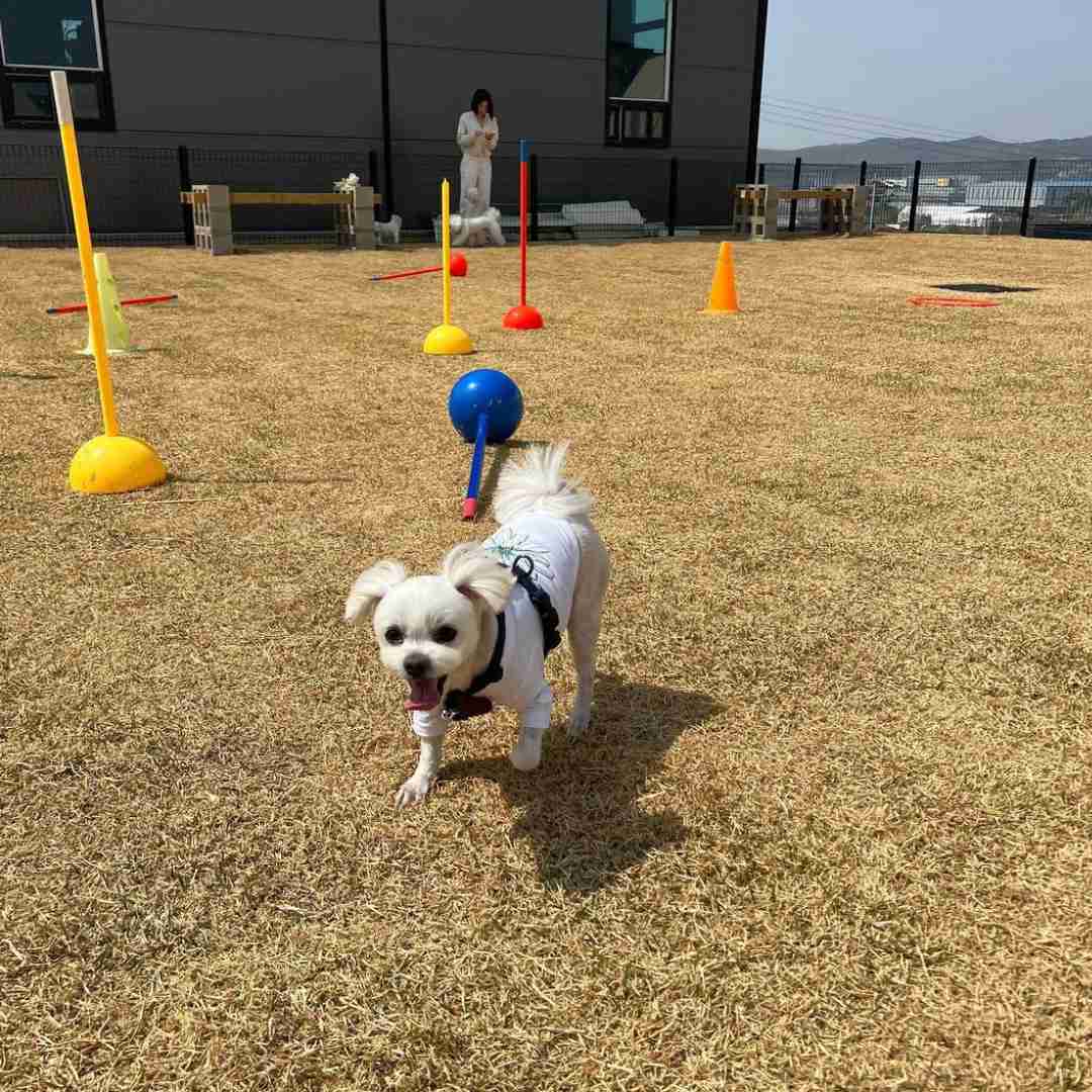 Maltese in the Training ground