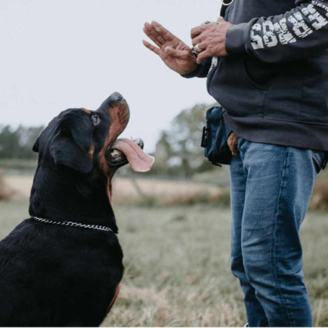 a human training a dog