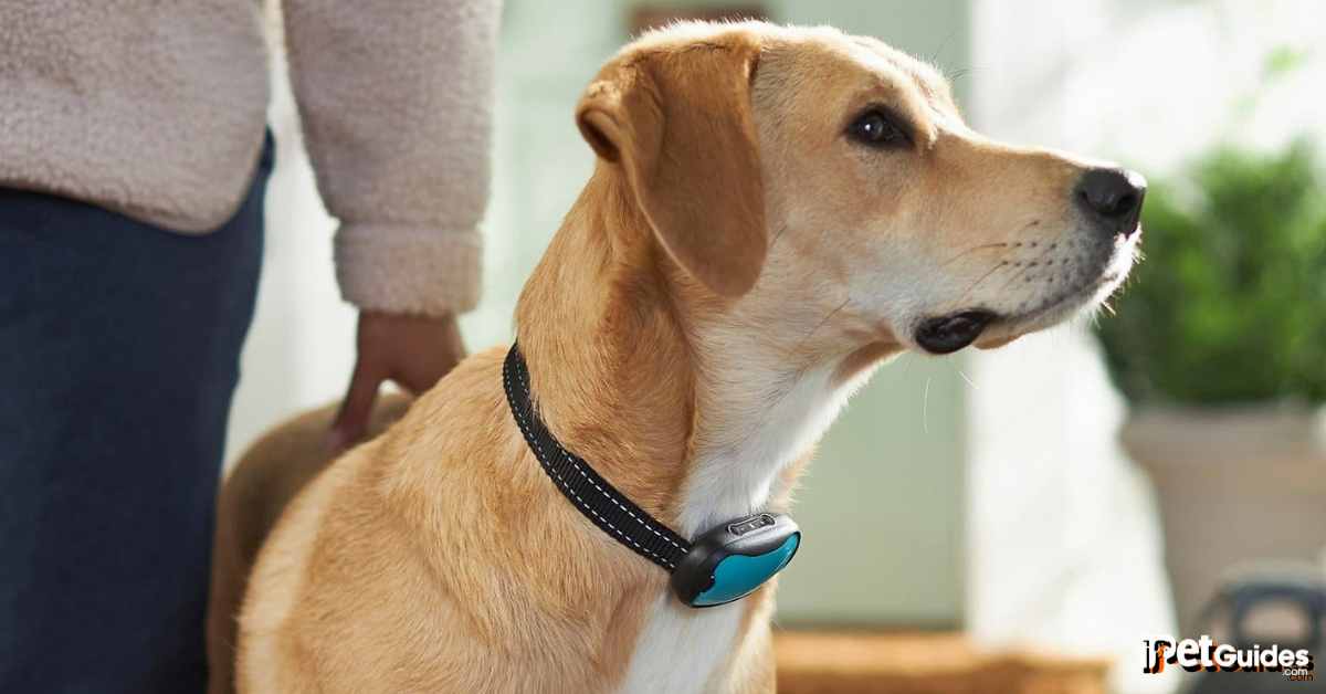 bark collar choosing guide for beginners Featured Image