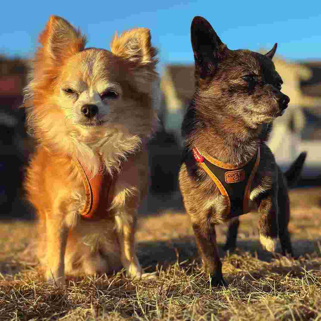 chihuahuas lying on the ground