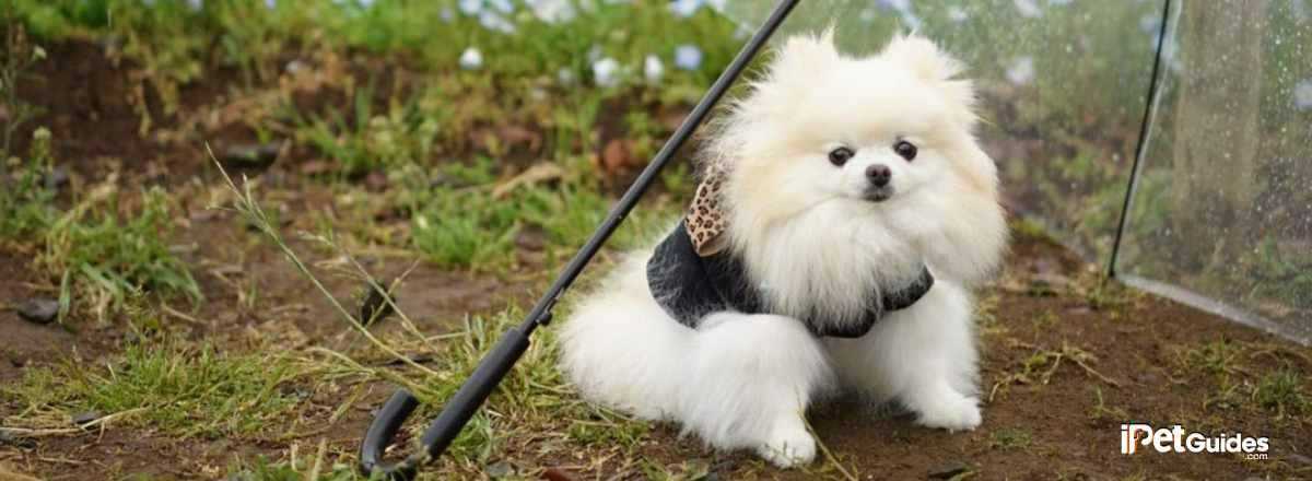 Teacup Pomeranian sitting on the ground