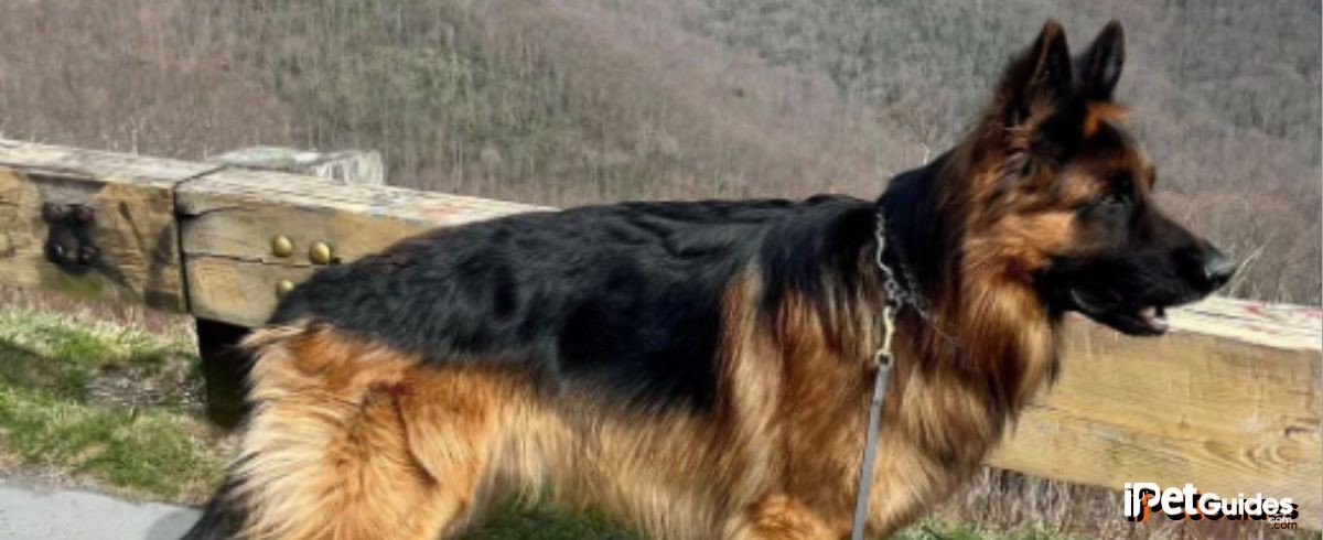 GSD dog standing on the ground