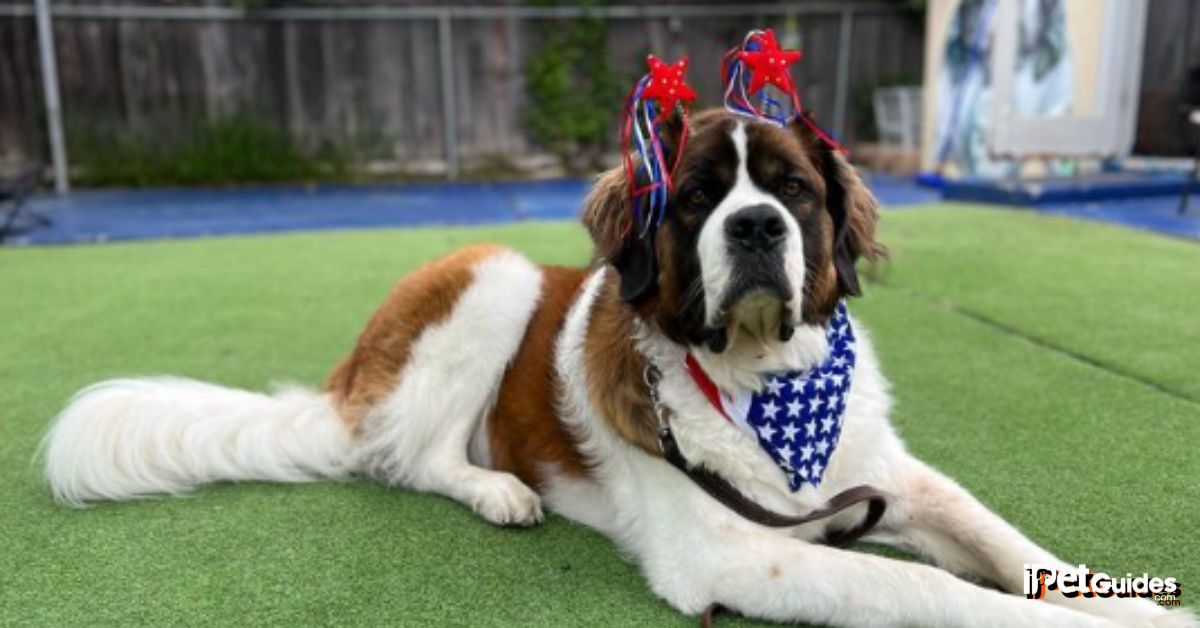 Saint Bernard price Featured Image