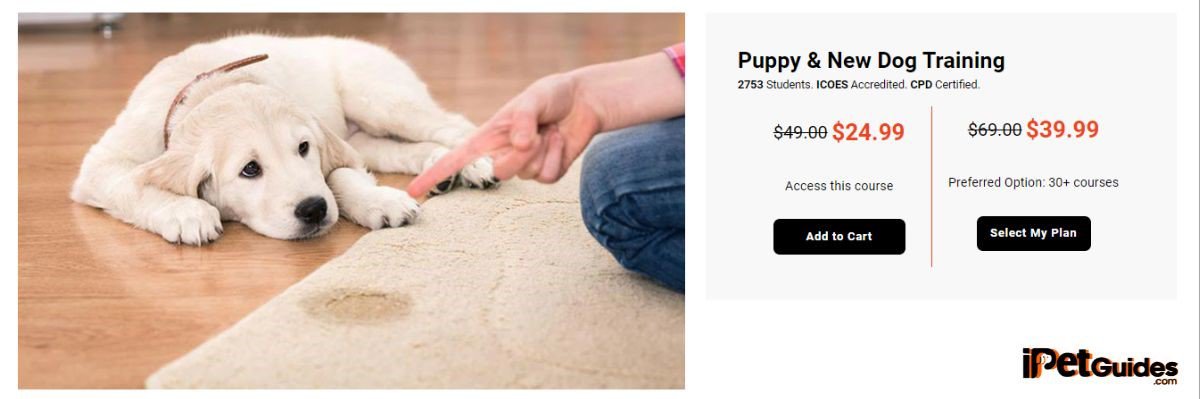 holly and hugo Puppy New Dog Training course