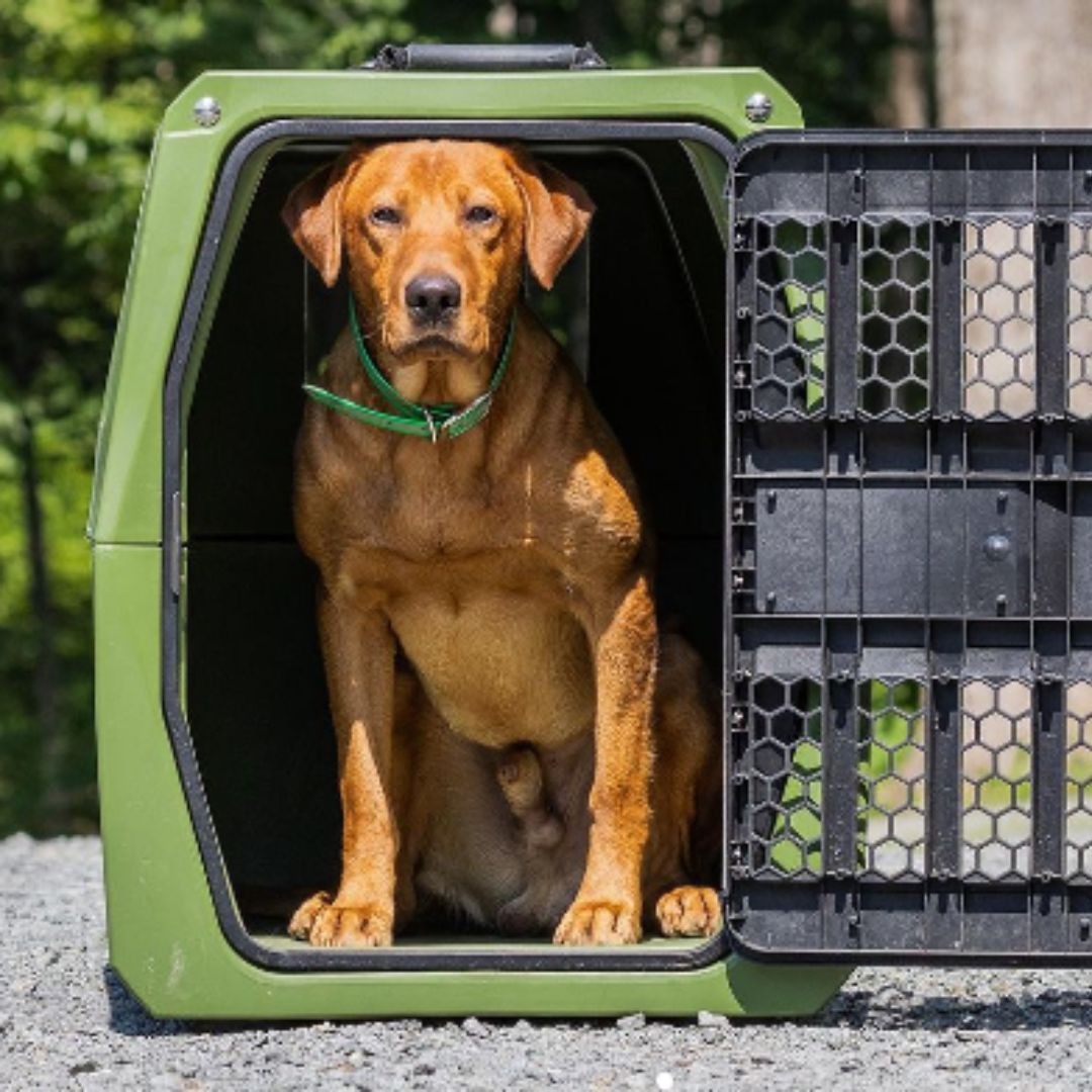 Labrador dog inside a G1 crate on a hot day