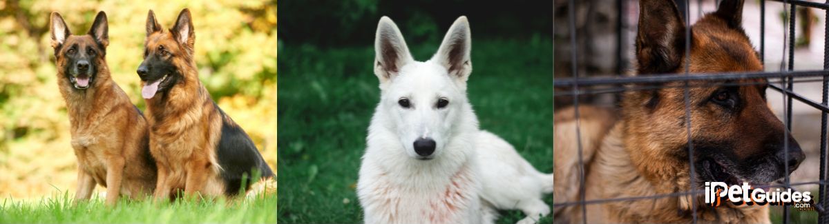 Three pictures of german shepherd dogs in cages.