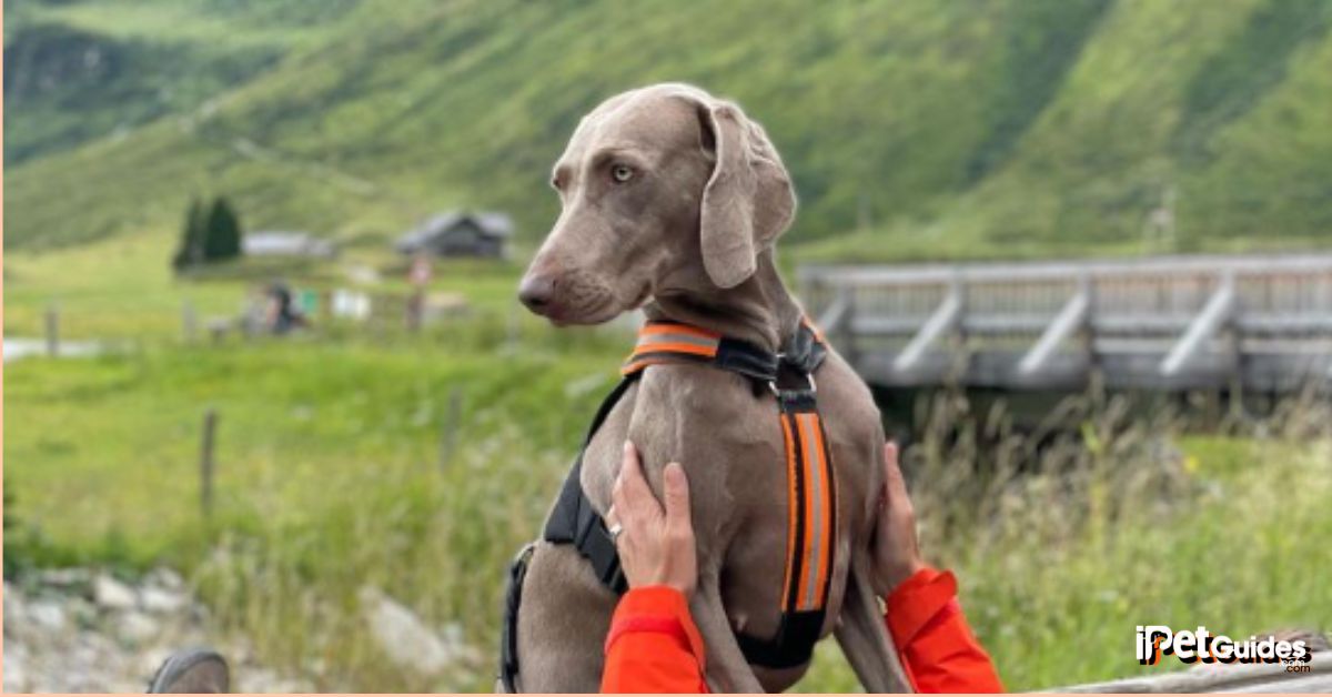 weimaraner price Featured Image