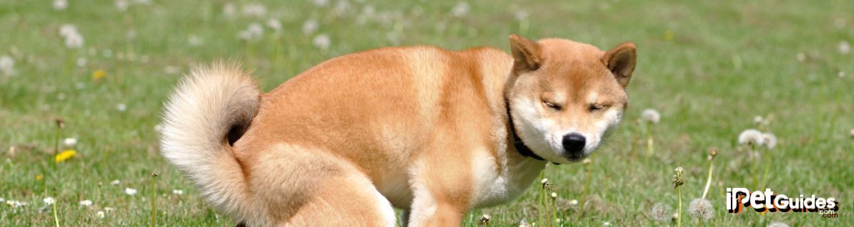 an old brown dog is pottying outside in a grassy field