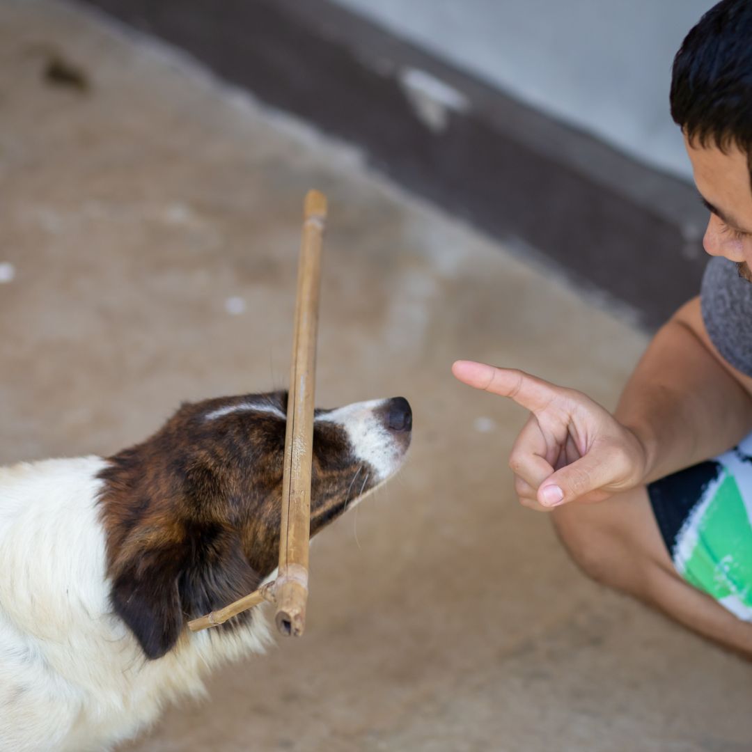 a human warning a dog breed