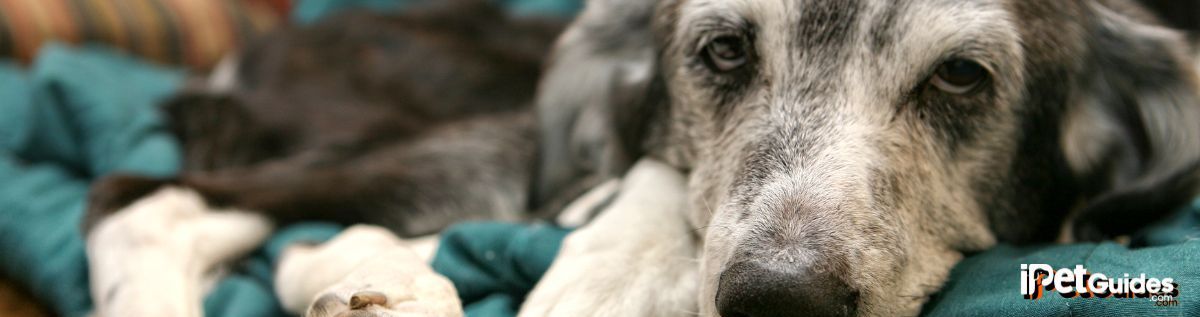 an old dog sleeping on a bed