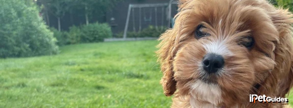 cavapoo dog looking at the camera 