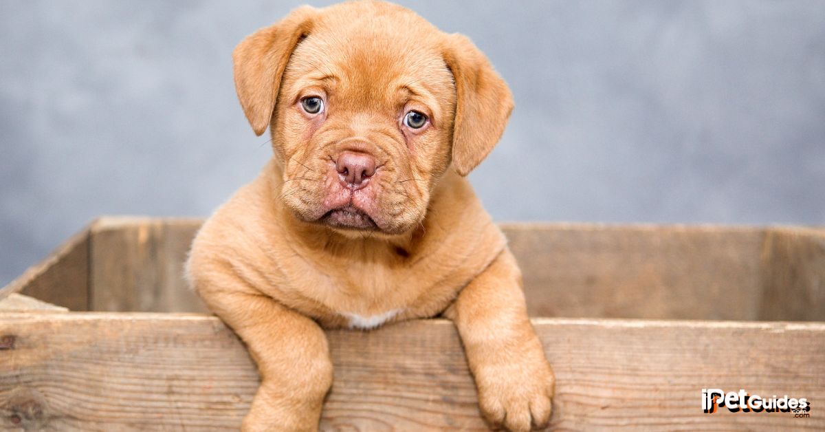 puppy crate training schedule featured image