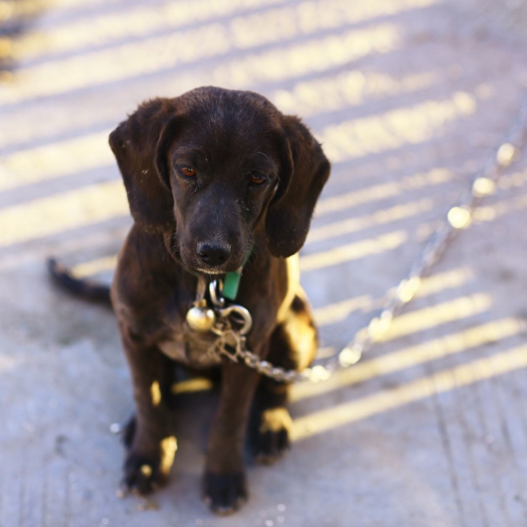 A Black Dog Sitting On The Road