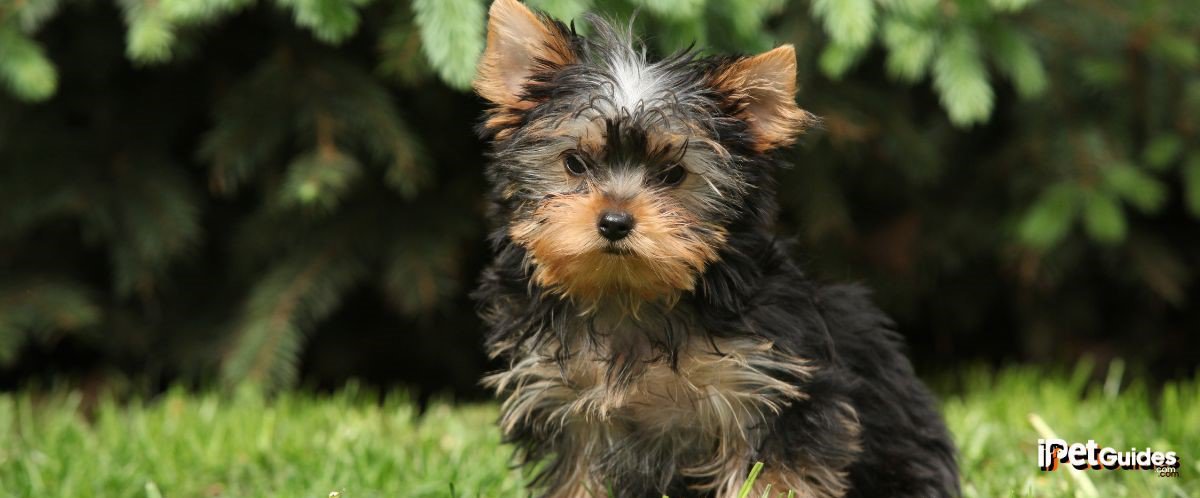 A Black and brown yorkshire terrier dog sitting in the grass 