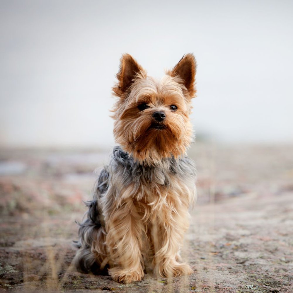 A Brown Yorkshire terrier sitting in a sand