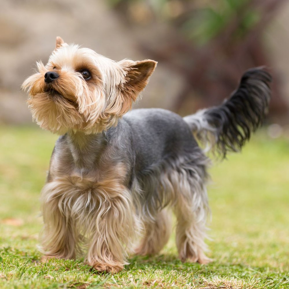 A Brown and black Yorkshire terrier standing looking up