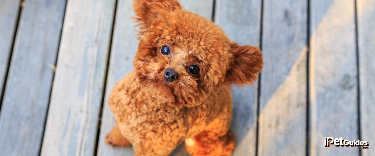 A Brown little toy poodle sitting in a wooden bridge and looking at the camera