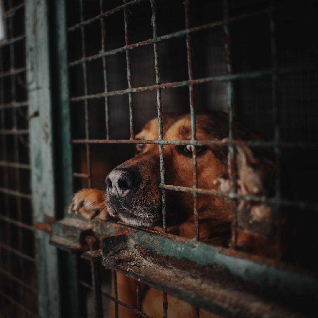 A brown dog looking out of a cage
