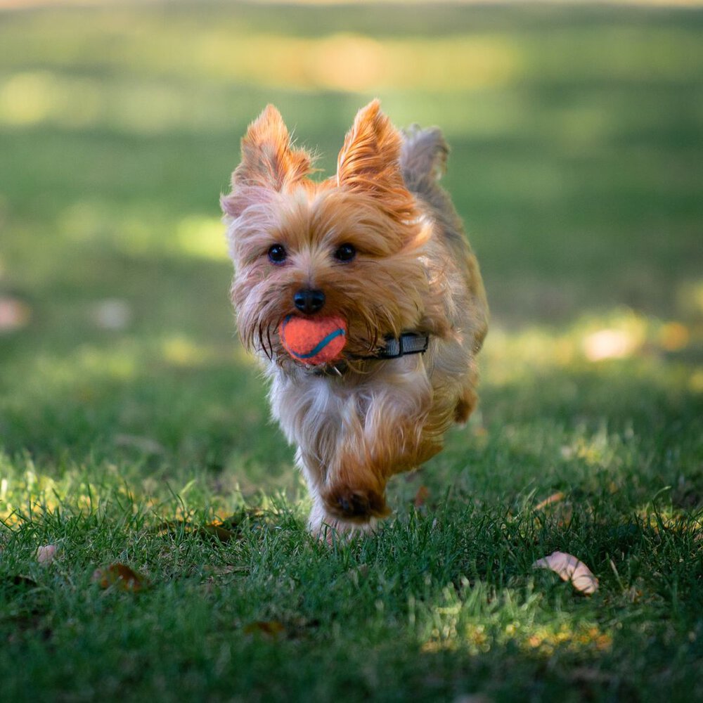 A small Yorkie dog running with a tennis ball in its mouth