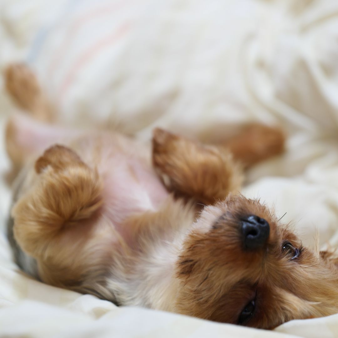A Fluffy Yorkshire terrier Sleeping in the Bed