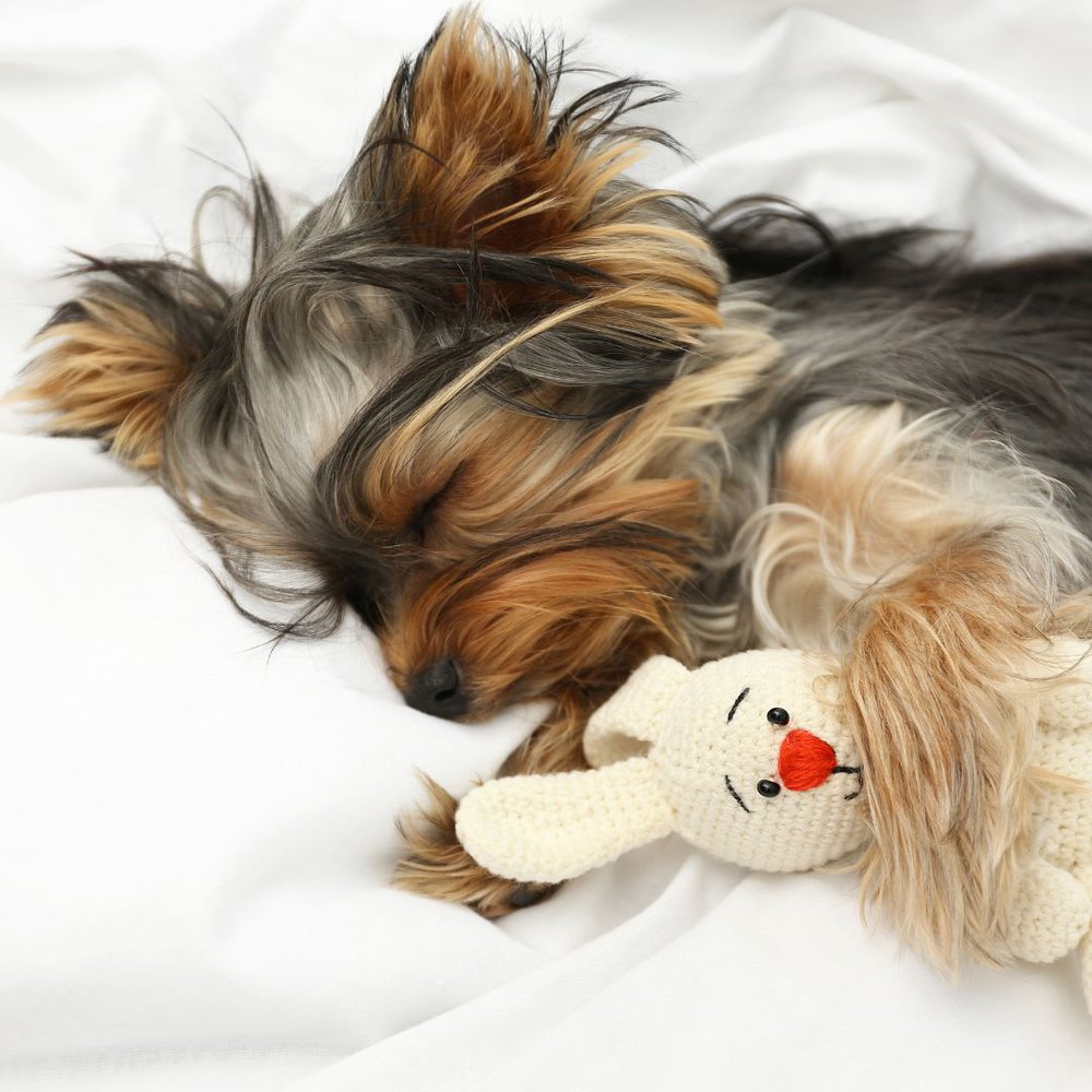 A Fluffy Yorkshire terrier Sleeping with a rabbit toy 