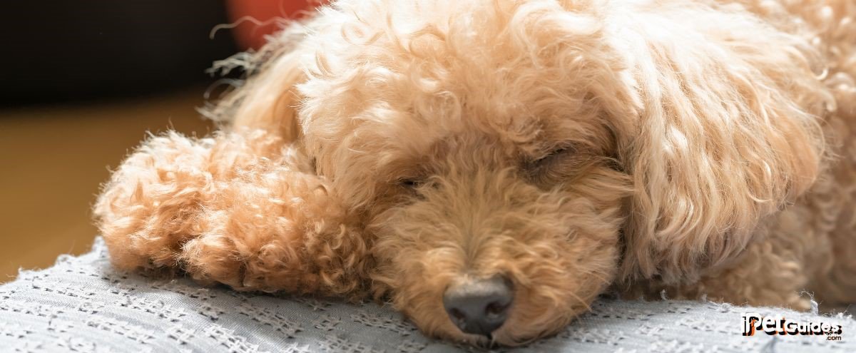 A Fluffy toy poodle Sleeping on the couch