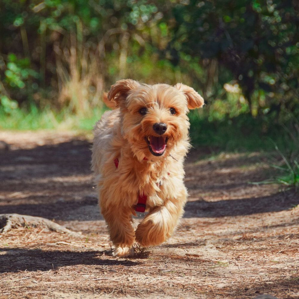 A Little Brown Yorkshire terrier running in a path