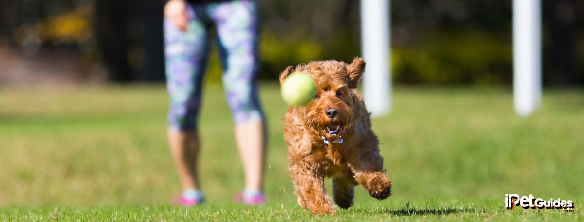 A small golden doodle dog chasing a ball in the grassy ground