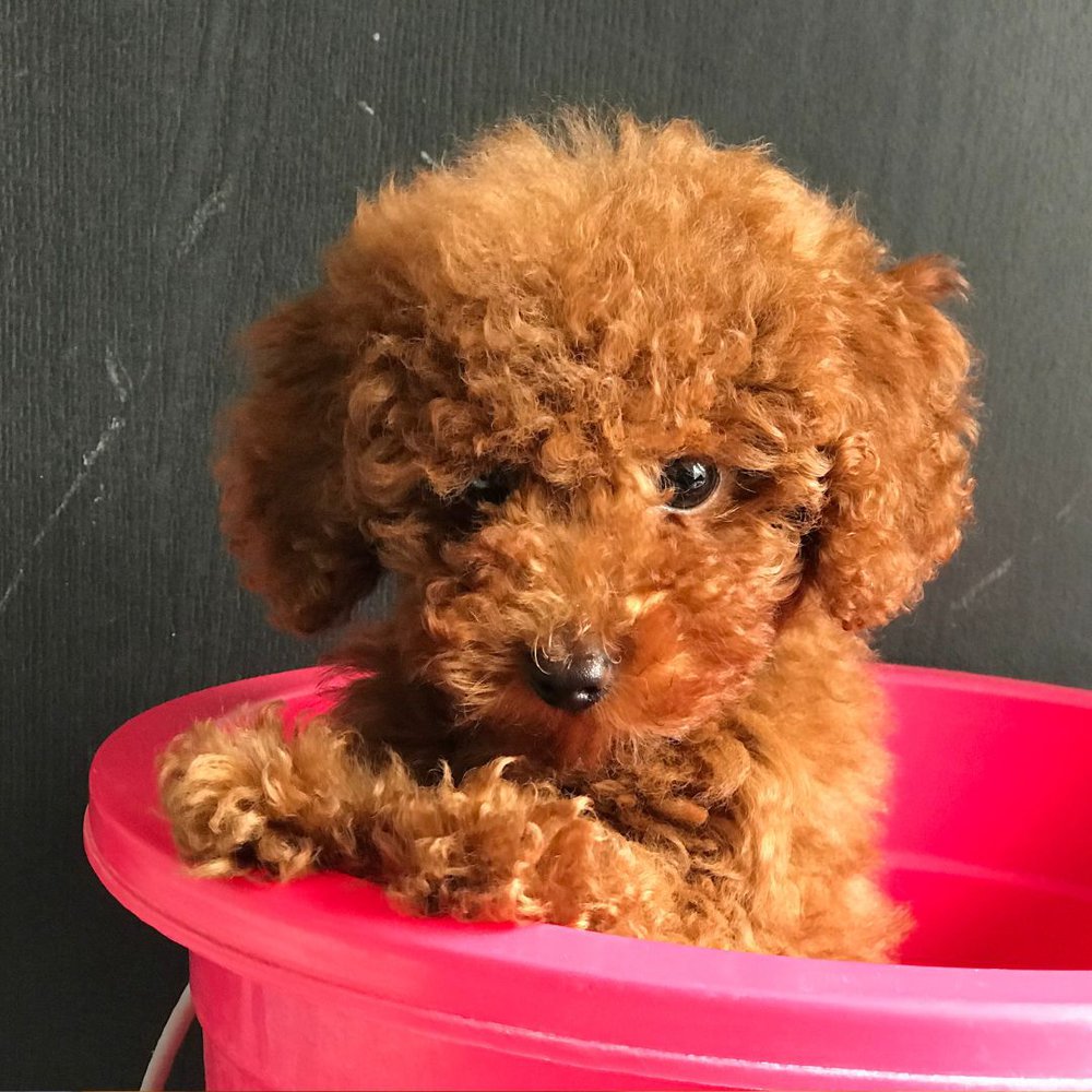 A poodle puppy sitting in a pink bucket.