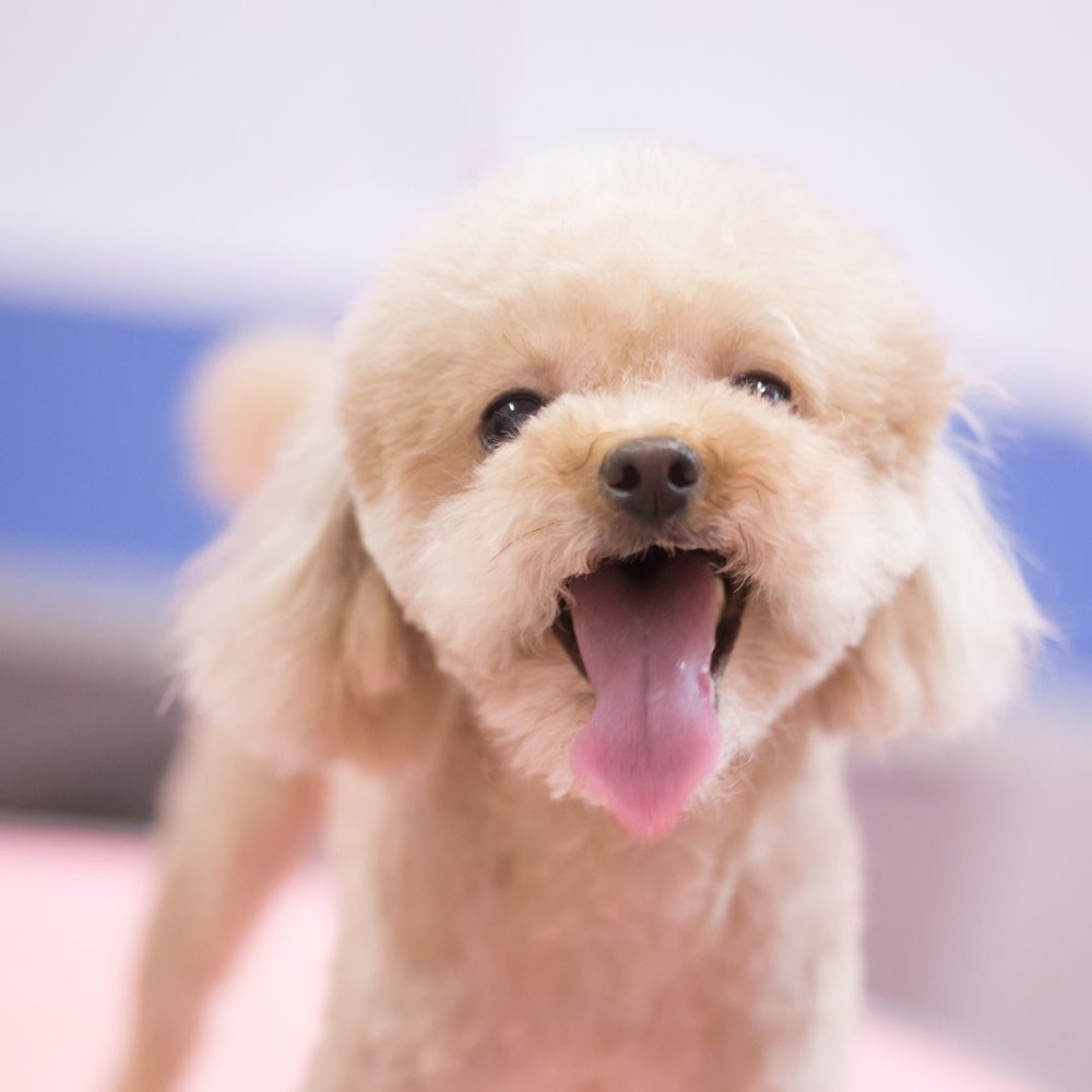 A Small toy poodle standing with its tongue out