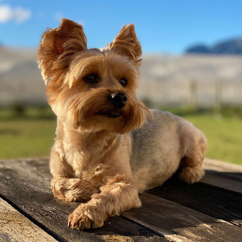 A Yorkie terrier laying on the wooden table