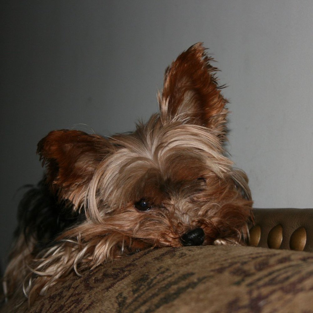 A Yorkshire terrier lying inside the dog bedding