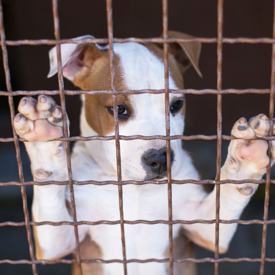 A brown and white dog watching through the mesh
