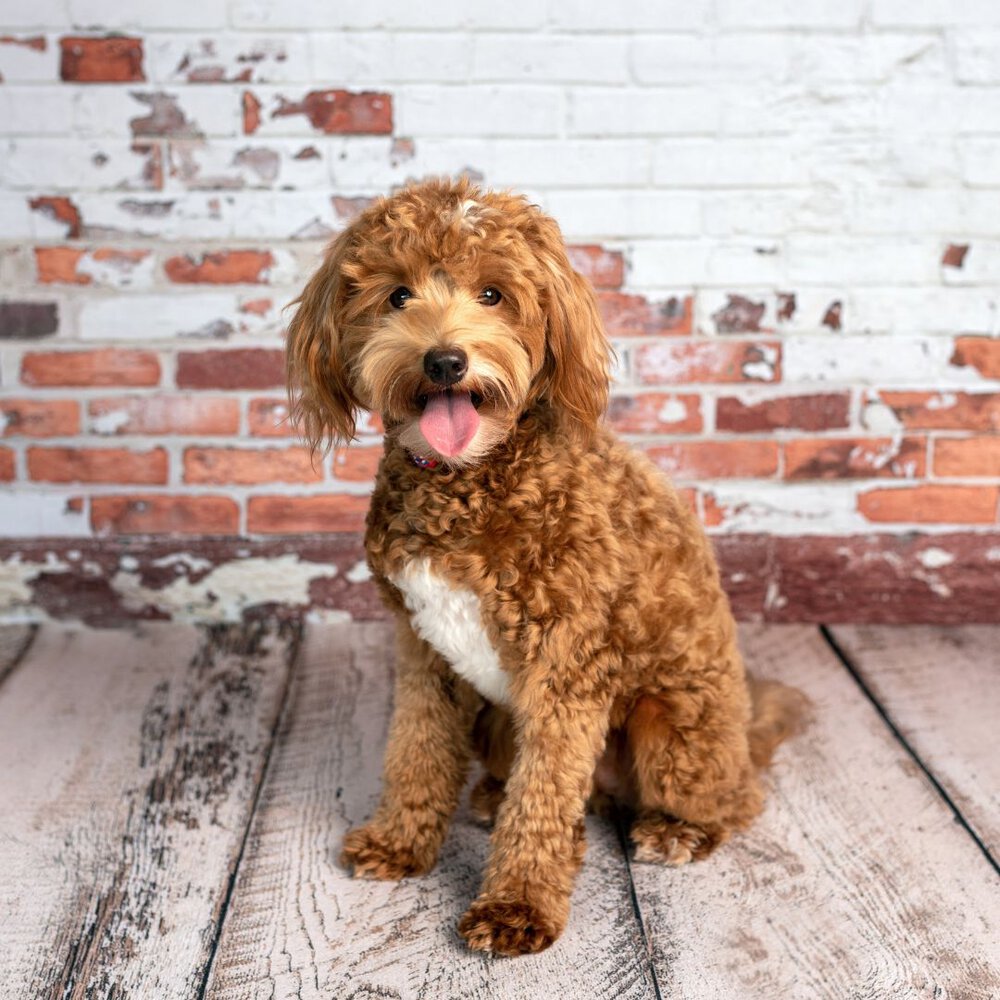 A brown golden doodle dog sitting in front of the brick wall with its tongue out 
