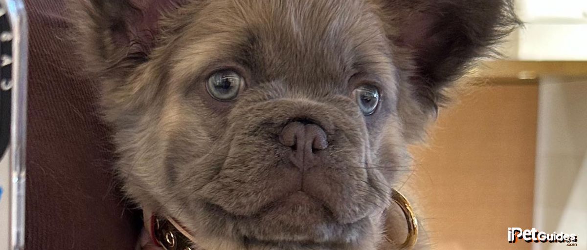 A fluffy Frenchie carried in the hands of its owner