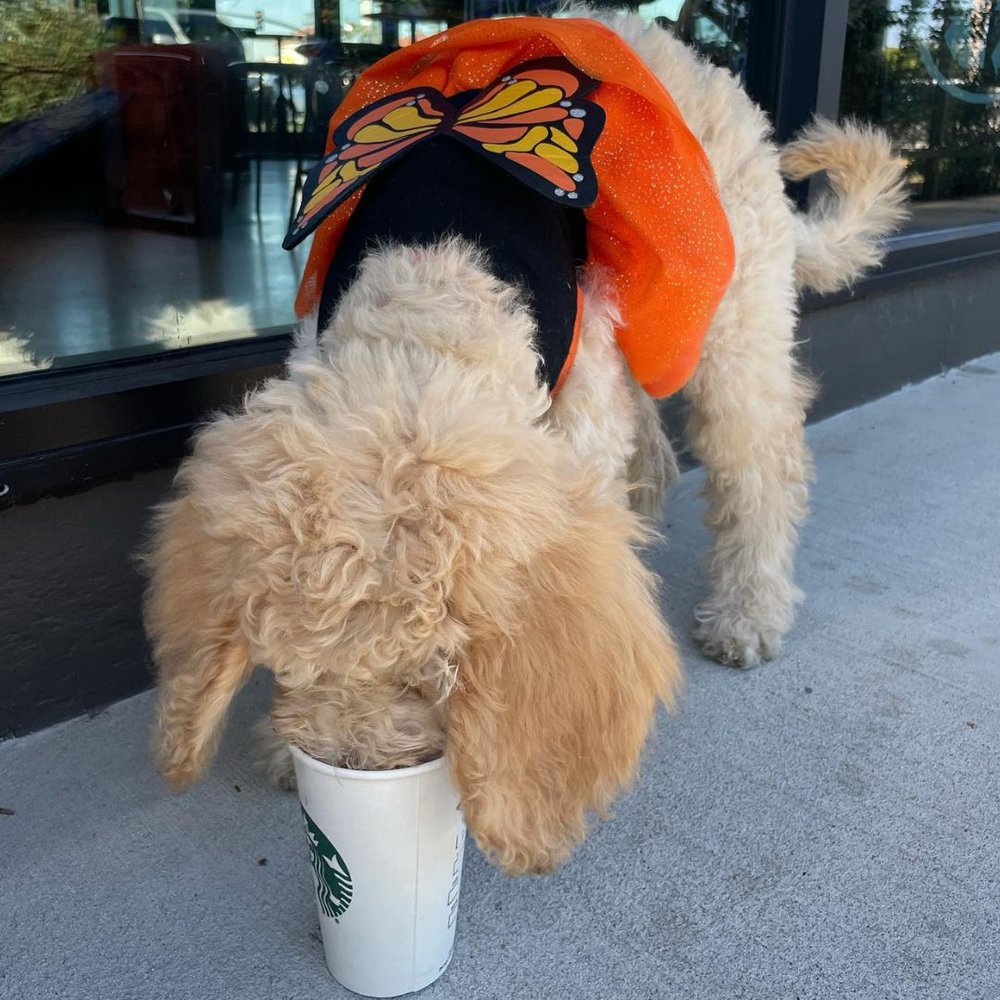 A  golden doodle dog licking the coffee 