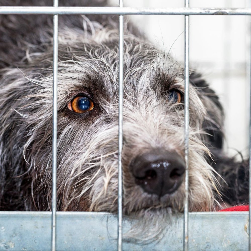 A grey dog biting the crate