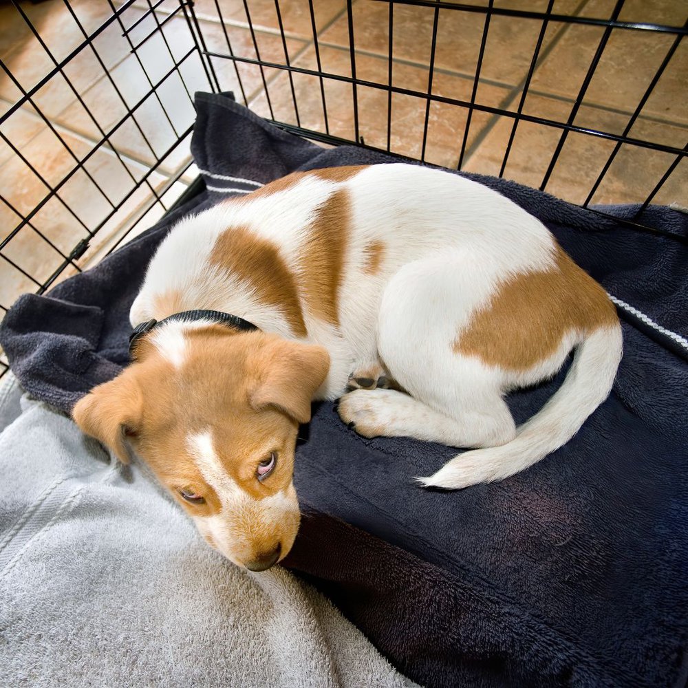 A brown and white dog laying on a blanket in a cage
