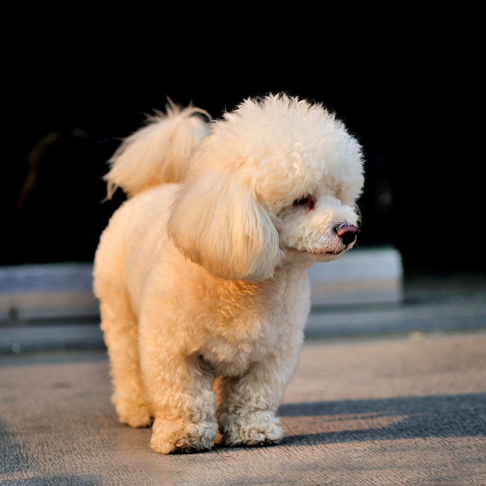 A small toy poodle Standing and watching something