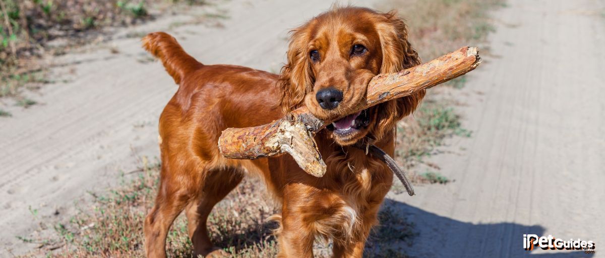 An English Cocker Spaniel holding a stick in its mouth