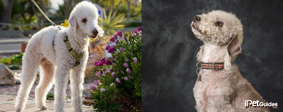 Two pictures of a white Bedlington Terrier Dog Breed with a leash