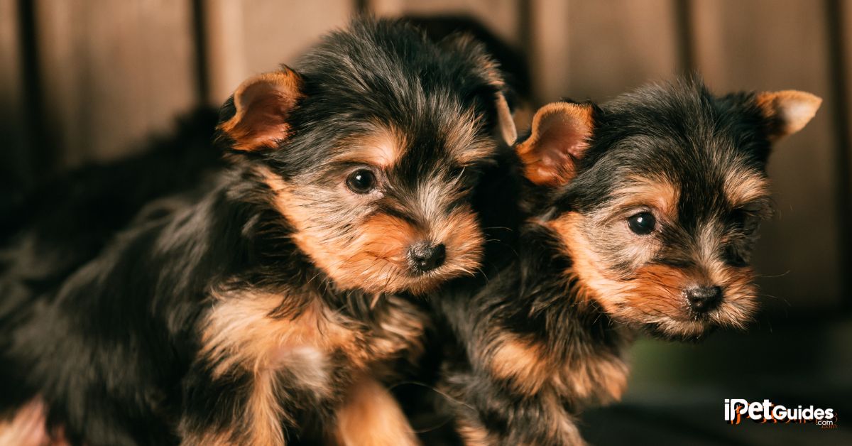 How Many Puppies Can a Yorkie Have? featured image