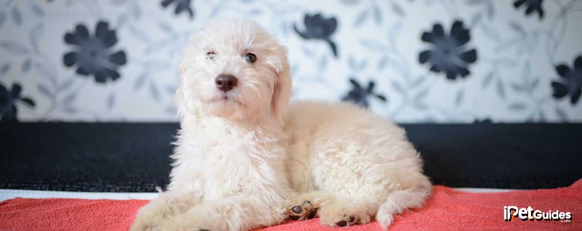 A Lagotto Romagnolo dog breed is resting on a vibrant red towel