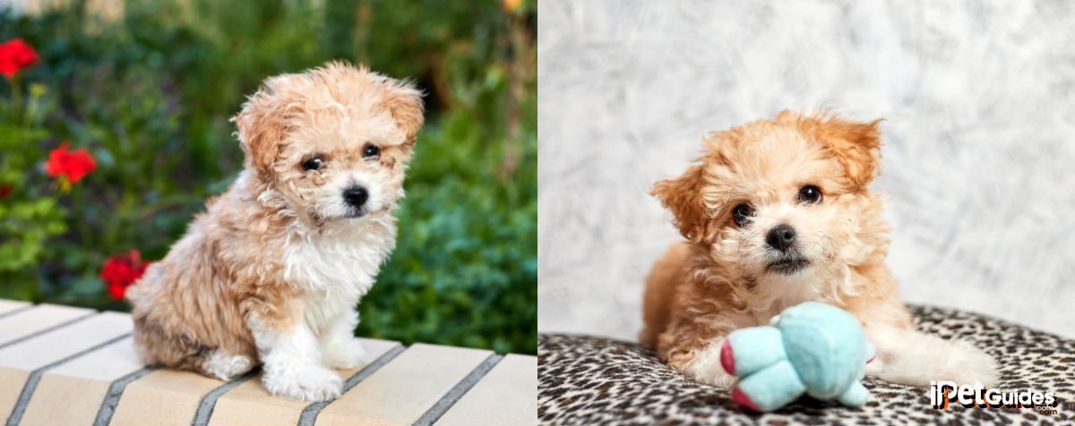 Two adorable pictures of a seated Maltipoo Dog Breed looking at the camera