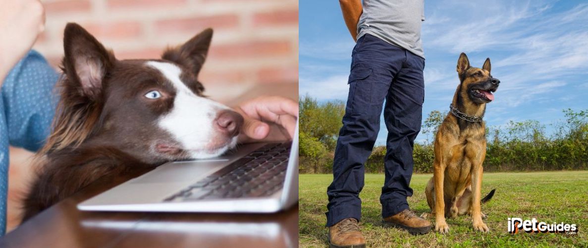Online and In-Person dog training