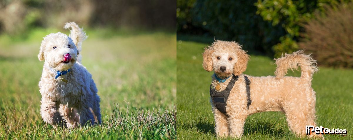 Two pictures of a poochon dog breed in a grass field
