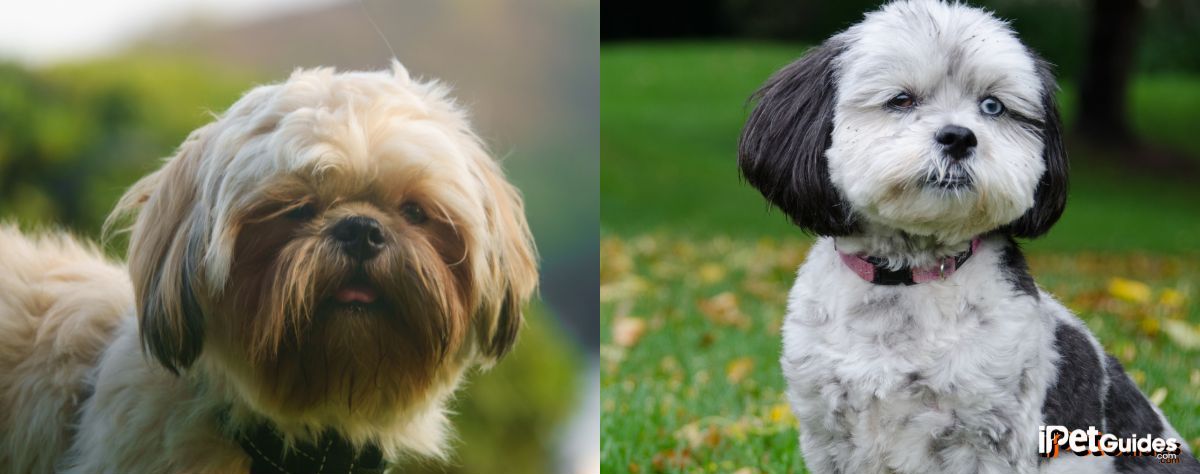 two pictures of a brown Shih-Poo Dog Breed and a black and white one roaming in a flower field