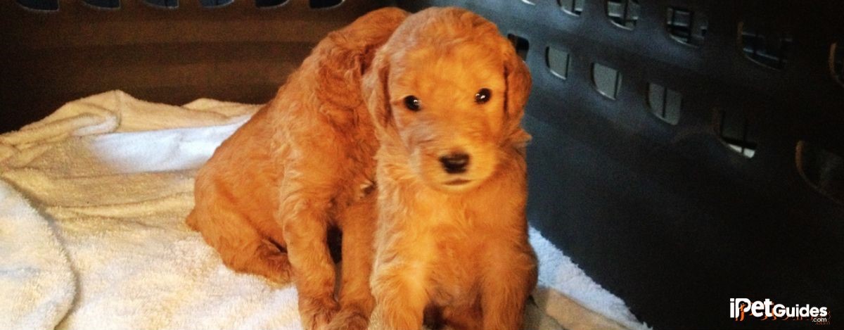 Two golden poodles sitting inside the crate